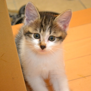 里親を探しています