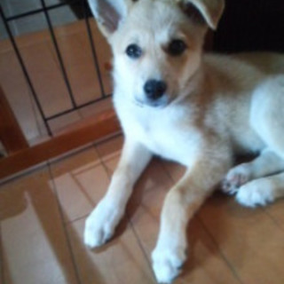 生後2か月半仔犬女の子、トイレシート完璧