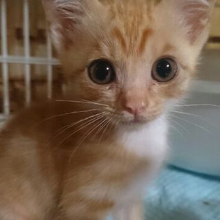 元気な子猫　ラガーくん