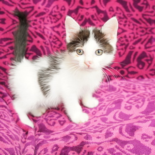 負傷し奇跡的に助かったメイちゃん