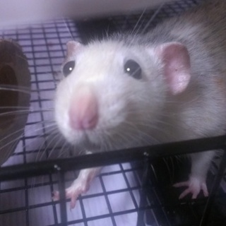 大切に育ててくれる方お待ちしております