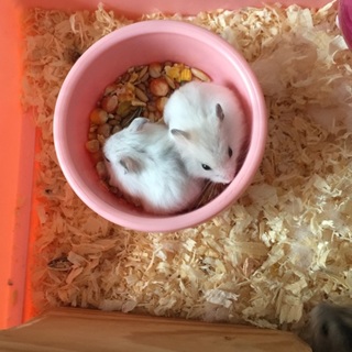 ジャンガリアンハムスターの赤ちゃん