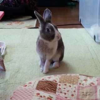 うさぎの里親募集