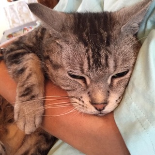 神奈川☆保護したアメショーの女の子チェリーちゃん