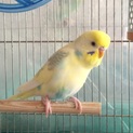手乗りセキセイインコ 《募集 一時中止》