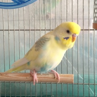 手乗りセキセイインコ 《募集 一時中止》