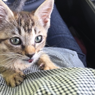 かわいい子猫の里親さん募集(o^^o)