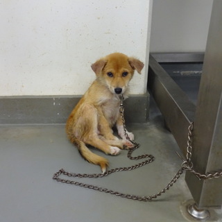 お目目が印象的なミッキー君！