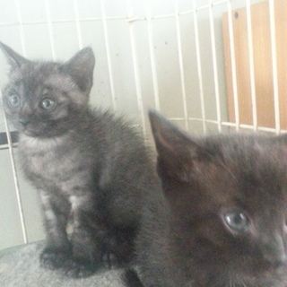 大切にして頂ける方に