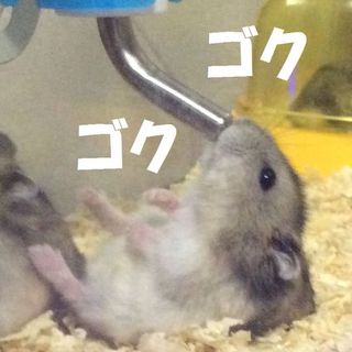 ジャンガリアン里親募集