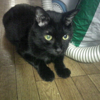 　甘えん坊なおじーちゃんです