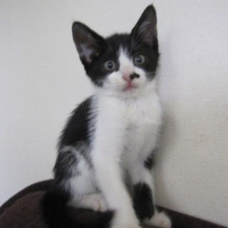 目がくりくりの黒白はちわれらじゃちゃん 動画有