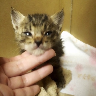 元気な子猫 生後1ヶ月未満