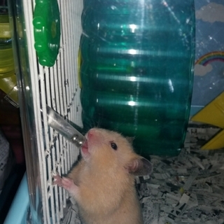 里親募集です。