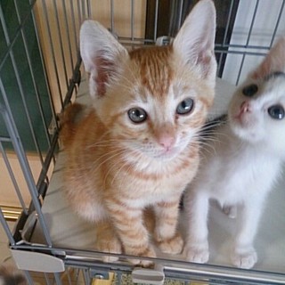 ☆募集一時停止　甘えん坊　北斗くん☆