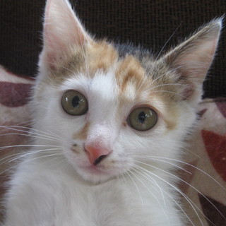 生後2ヶ月☆元気モリモリの女の子☆2　三毛猫