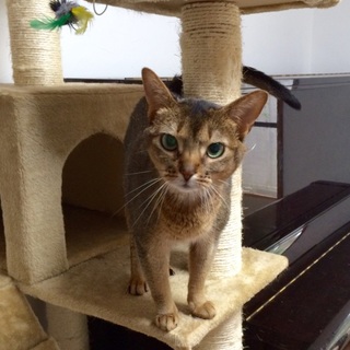 美人アビシニアン里親さん募集