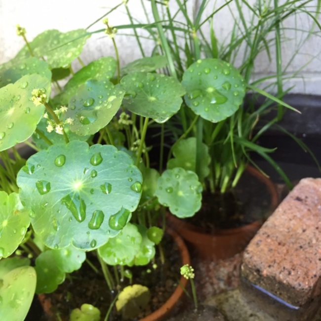 ゆり6163のカバー写真