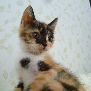 おしとやかな三毛の女の子（募集一旦停止します）