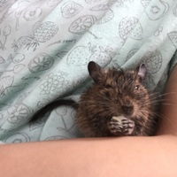 ちび