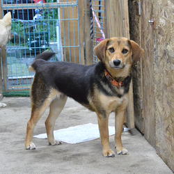 中型mix おその 里親募集中です