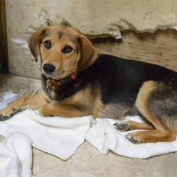 「中型mix おその 里親募集中です」サムネイル2