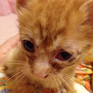 元気で人懐っこいかわいい茶トラくんです！