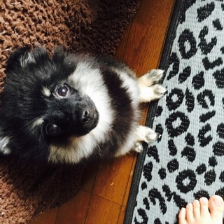 ポメラニアンとチワワのmixの子犬