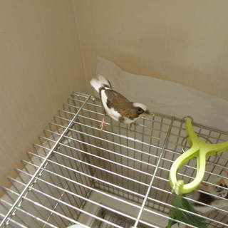 手乗り崩れの十姉妹、可愛がってやってください