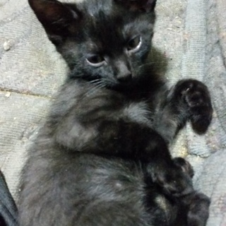 黒猫ちゃん、生後２ヶ月4匹