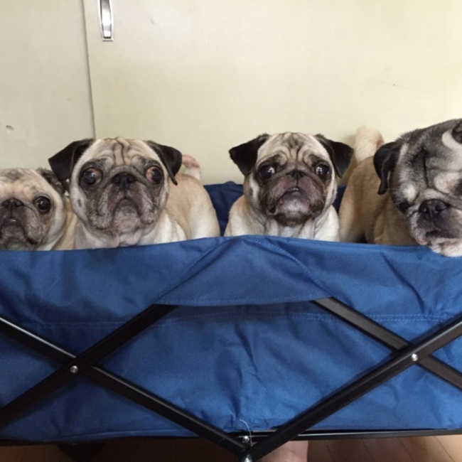 パグちゃんマスクのカバー写真