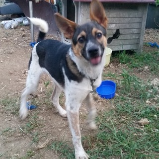 新しい家族に出会えました。ありがとうございました。