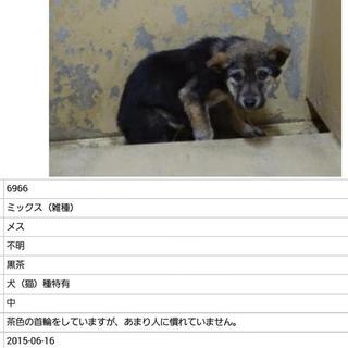 里親様に譲渡されました。有り難うございます。