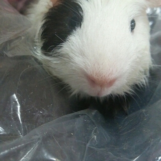 保護モル『オセロ』　里親さま募集