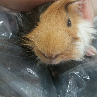 保護モル『マロン』　里親さま募集