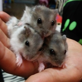 ジャンガリアン珍しいカラーです！