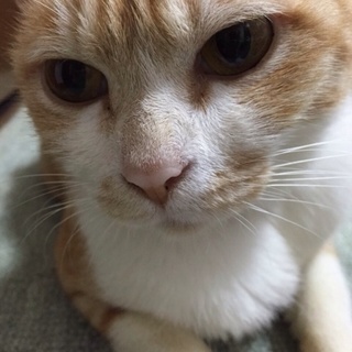 捨て猫です。寂しがり屋さんです。