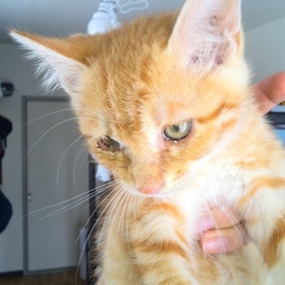 子猫の里親さがしてます、、保護もそろそろ限界です