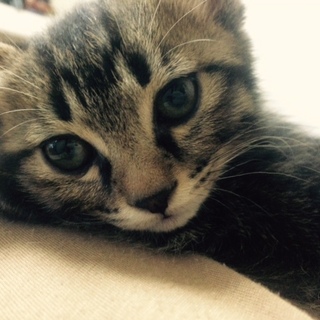 おっとり可愛い子猫ちゃん♪