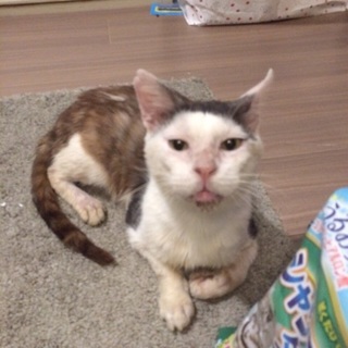 一時保護中。撫でると眠る甘えん坊！エイズキャリア