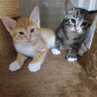 茶トラ（メス）&キジトラ（オス）