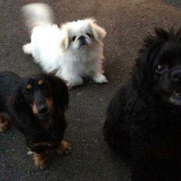 ３匹仲良く毎日遊んでいます