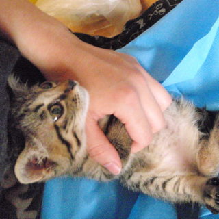 譲渡会にて里親さん相談中！「きい」ちゃん