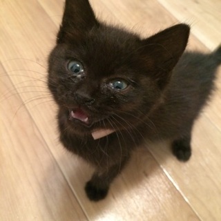 黒のかわいい女の子