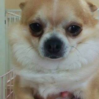 この子を家族に迎えて下さい