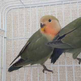 2015/5産　コザクラインコの里親を募集します。