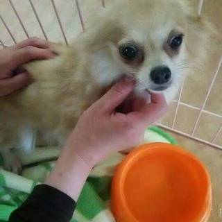 この子を家族に迎えませんか！