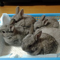 ５匹のミニうさぎ、里親募集