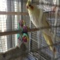 オカメインコ、ブルーボタン、コザクラインコ里親募集