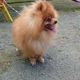ポメラニアン3才♂